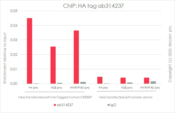 ChIP - Anti-HA tag antibody [RM1058] - BSA and Azide free (AB314238)