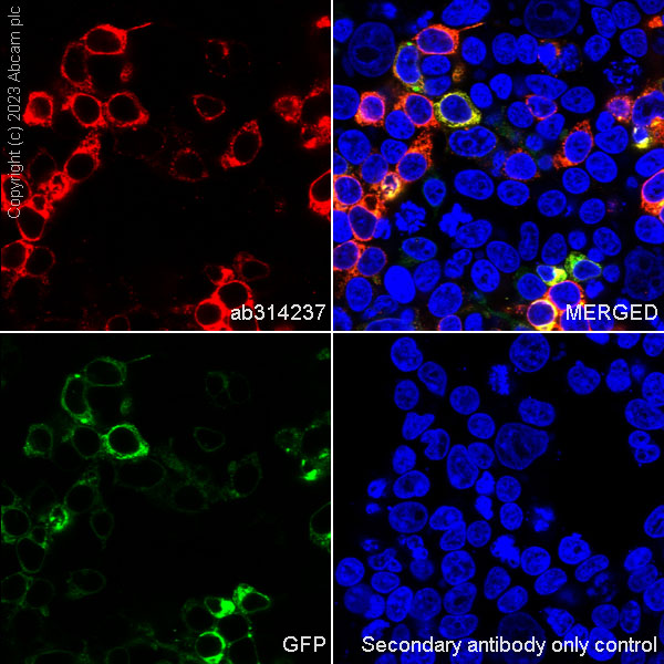 Immunocytochemistry/ Immunofluorescence - Anti-HA tag antibody [RM1058] - BSA and Azide free (ab314238), expandable thumbnail