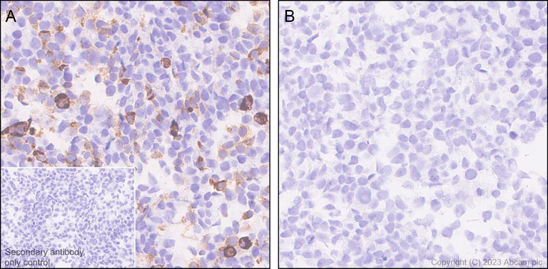 Immunohistochemistry (Formalin/PFA-fixed paraffin-embedded sections) - Anti-HA tag antibody [RM1058] - BSA and Azide free (AB314238)