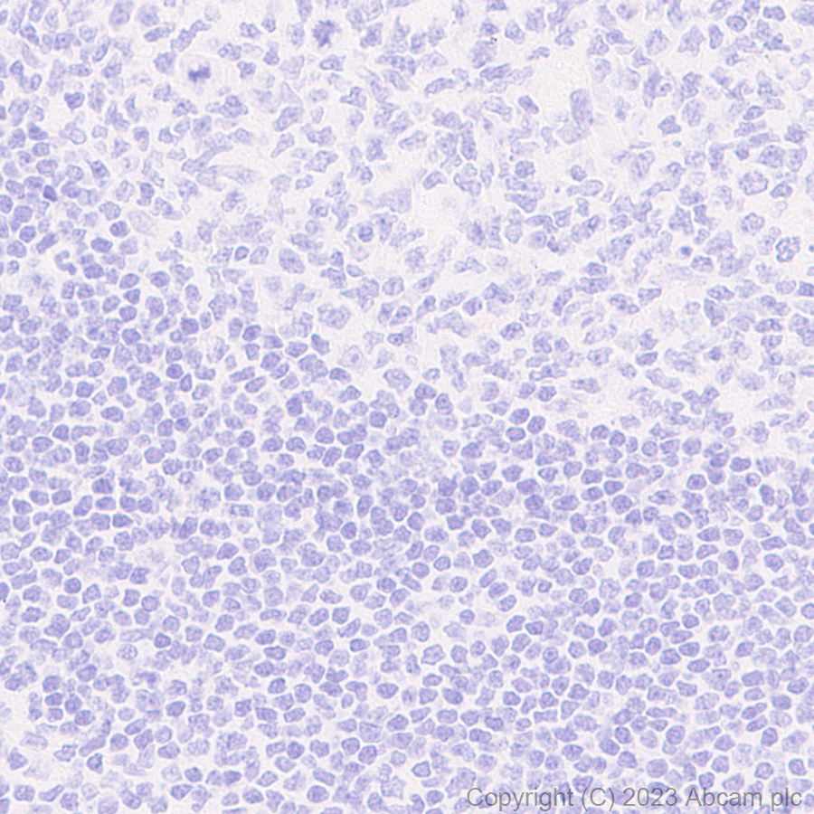 Immunohistochemistry (Formalin/PFA-fixed paraffin-embedded sections) - Anti-HA tag antibody [RM1058] - BSA and Azide free (AB314238), expandable thumbnail