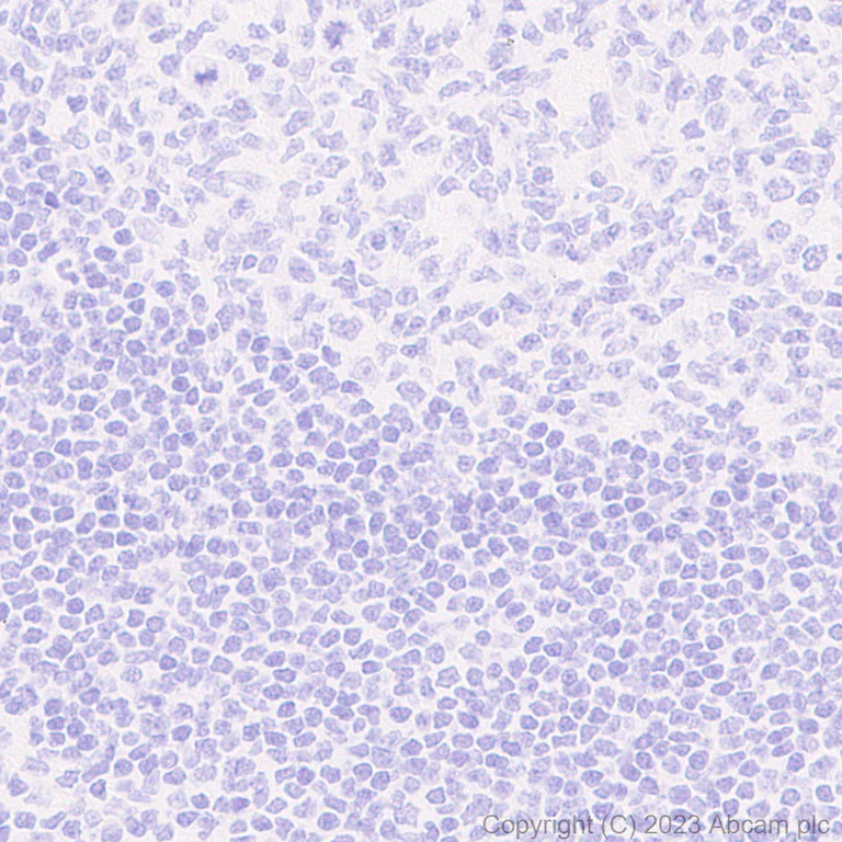 Immunohistochemistry (Formalin/PFA-fixed paraffin-embedded sections) - Anti-HA tag antibody [RM1058] - BSA and Azide free (AB314238)