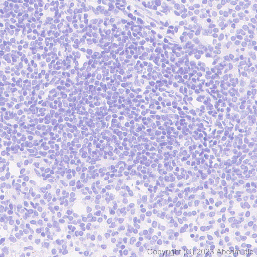 Immunohistochemistry (Formalin/PFA-fixed paraffin-embedded sections) - Anti-HA tag antibody [RM1058] - BSA and Azide free (AB314238), expandable thumbnail