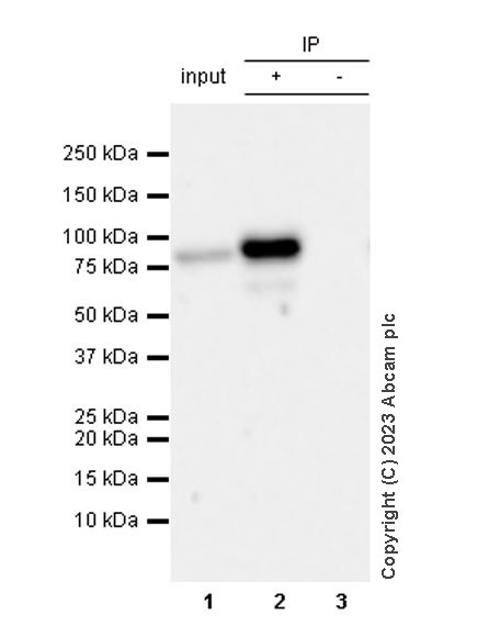 Immunoprecipitation - Anti-HA tag antibody [RM1058] - BSA and Azide free (ab314238), expandable thumbnail