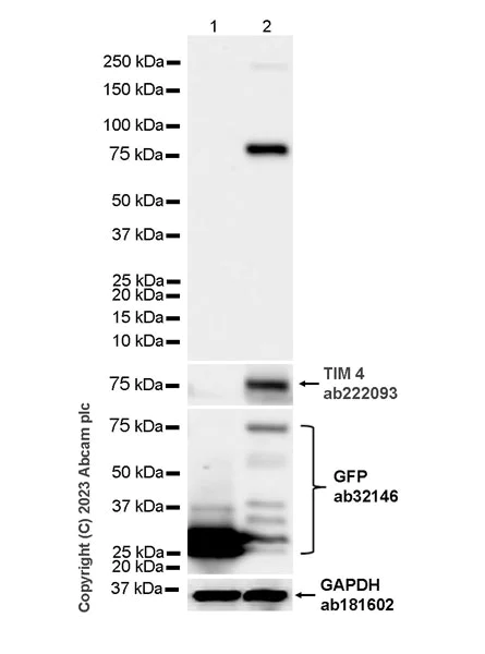 Western blot - Anti-HA tag antibody [RM1058] - BSA and Azide free (AB314238)