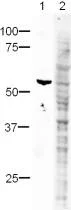 Western blot - HA tag peptide (AB13835)
