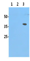 Western blot - Anti-HA1(H5N1) antibody [2B7] (AB210953)