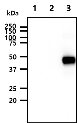 Western blot - Anti-HA1(H5N1) antibody [2B7] (AB210953)