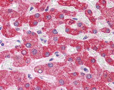 Immunohistochemistry (Formalin/PFA-fixed paraffin-embedded sections) - Anti-HAAO antibody (AB113716)