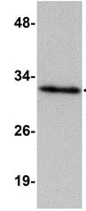 Western blot - Anti-HAAO antibody (AB113716)