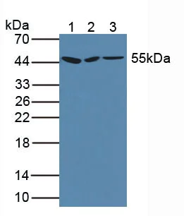 Western blot - Anti-HABP2 antibody (AB232778)