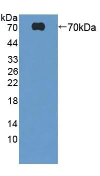Western blot - Anti-HABP2 antibody (AB232778)