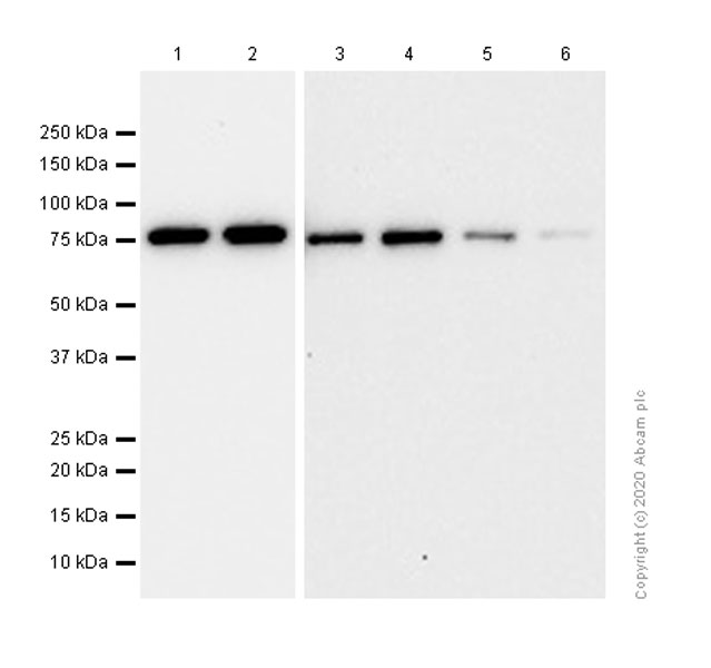 Western blot - Anti-HABP2 antibody [EPR14551] - BSA and Azide free (AB250514), expandable thumbnail