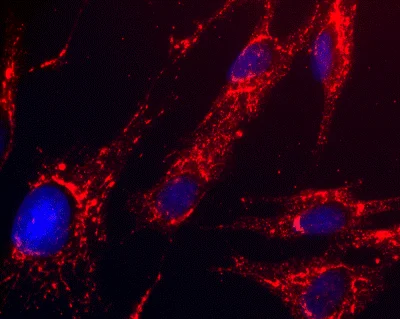 Immunocytochemistry/ Immunofluorescence - Anti-HADH antibody [1A12BC8] (AB110284)