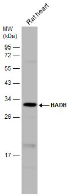 Western blot - Anti-HADH antibody (AB154088), expandable thumbnail