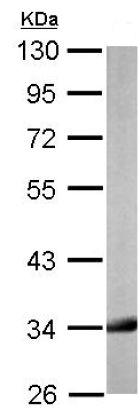 Western blot - Anti-HADH antibody (AB154088), expandable thumbnail