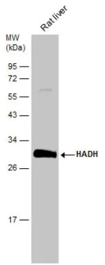 Western blot - Anti-HADH antibody (AB154088)