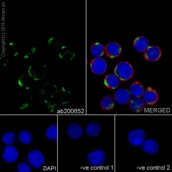 Immunocytochemistry/ Immunofluorescence - Anti-HADHA antibody [EPR17939] (AB200652)