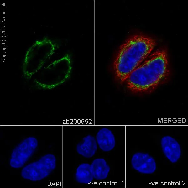Immunocytochemistry/ Immunofluorescence - Anti-HADHA antibody [EPR17939] (AB200652)