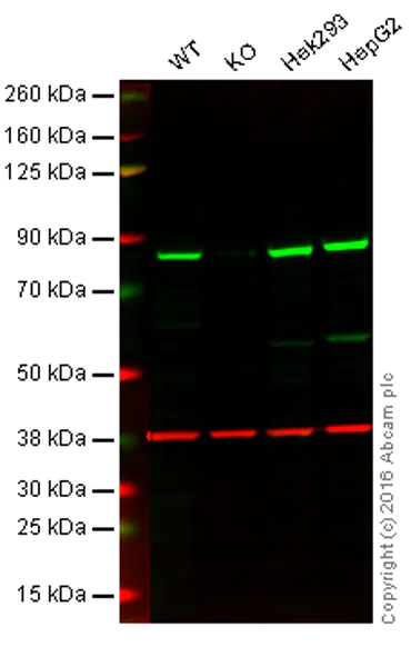 Western blot - Anti-HADHA antibody [EPR17939] (AB200652)