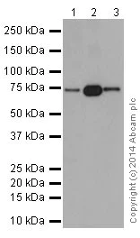 Western blot - Anti-HADHA antibody [EPR17939] (AB200652)