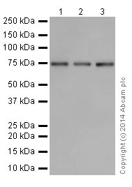 Western blot - Anti-HADHA antibody [EPR17939] (AB200652)