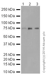 Western blot - Anti-HADHA antibody [EPR17939] (AB200652)