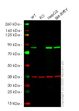 Western blot - Anti-HADHA antibody [EPR17939] (AB200652)
