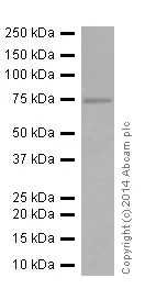 Western blot - Anti-HADHA antibody [EPR17939] (AB200652)