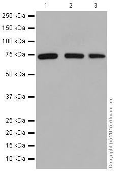 Western blot - Anti-HADHA antibody [EPR17940] (AB203114)