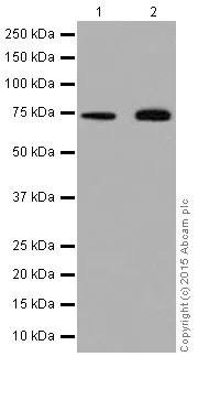 Western blot - Anti-HADHA antibody [EPR17940] (AB203114)