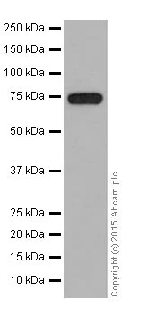 Western blot - Anti-HADHA antibody [EPR17940] (AB203114)