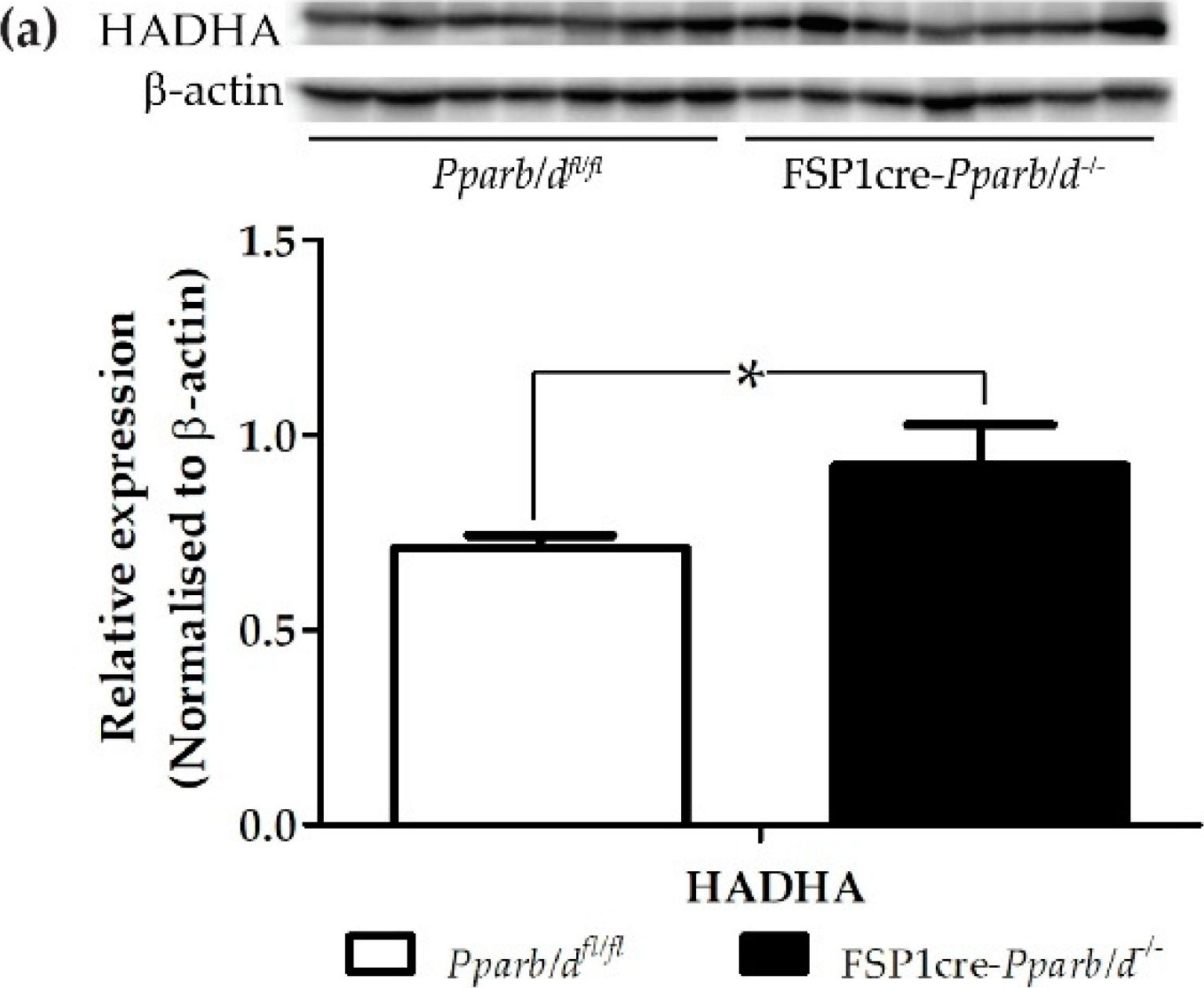 Western blot - Anti-HADHA antibody [EPR17940] (ab203114), expandable thumbnail