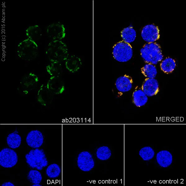 Immunocytochemistry/ Immunofluorescence - Anti-HADHA antibody [EPR17940] - BSA and Azide free (AB231169)