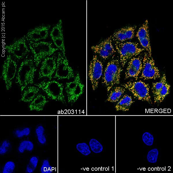 Immunocytochemistry/ Immunofluorescence - Anti-HADHA antibody [EPR17940] - BSA and Azide free (AB231169)