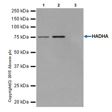 Immunoprecipitation - Anti-HADHA antibody [EPR17940] - BSA and Azide free (AB231169)