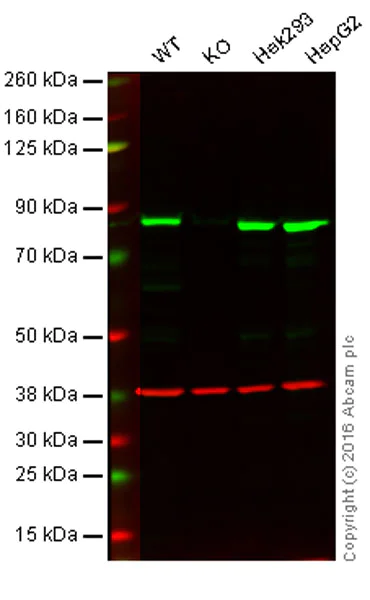 Western blot - Anti-HADHA antibody [EPR17940] - BSA and Azide free (AB231169)
