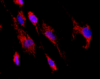 Immunocytochemistry - Anti-HADHA + HADHB antibody [4A8BG12] (AB110302)