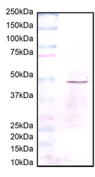 Western blot - Anti-HADHB antibody [5C3AB7] (AB110301)