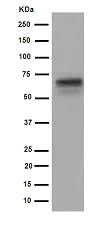 Western blot - Anti-HAI-1 antibody [EPR15652] (AB189511)