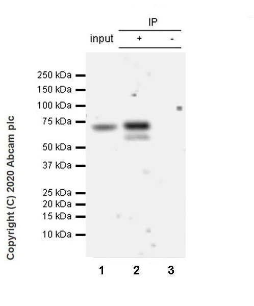 Immunoprecipitation - Anti-HAI-1 antibody [EPR23294-49] (AB272721)