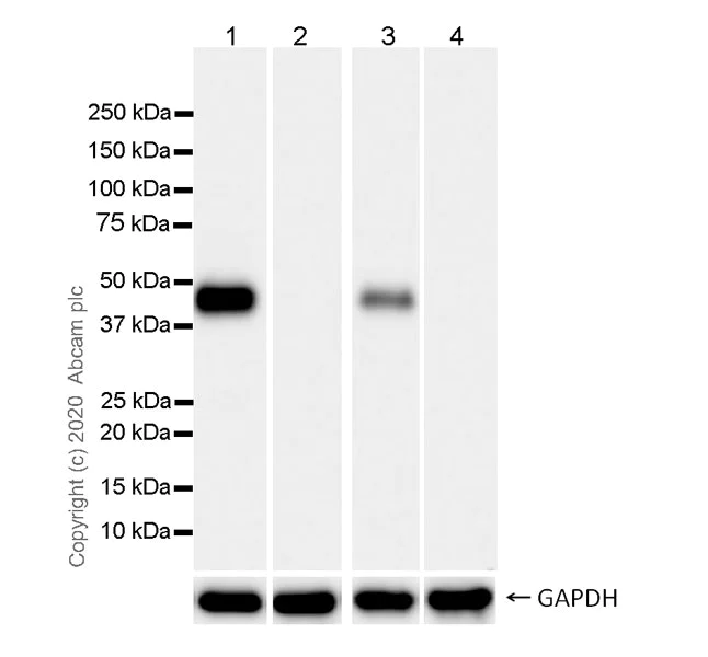 Western blot - Anti-hair cortex Cytokeratin/K40 antibody [AE13] (AB289545)