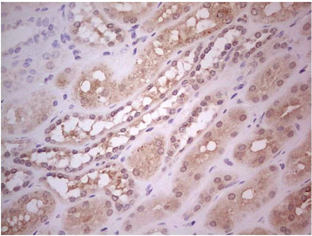 Immunohistochemistry (Formalin/PFA-fixed paraffin-embedded sections) - Anti-Hairless antibody [OTI1D9] (AB279367)