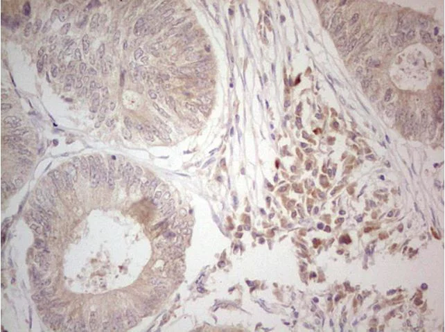 Immunohistochemistry (Formalin/PFA-fixed paraffin-embedded sections) - Anti-Hairless antibody [OTI1D9] (AB279367)