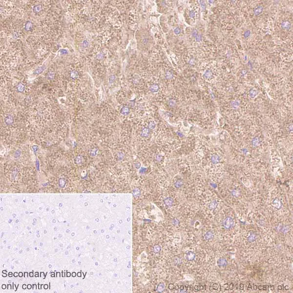 Immunohistochemistry (Formalin/PFA-fixed paraffin-embedded sections) - Anti-Hamartin antibody [EP318Y] (AB40872)