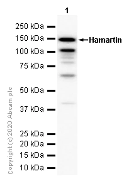 Western blot - Anti-Hamartin antibody [EP318Y] - BSA and Azide free (AB247297)