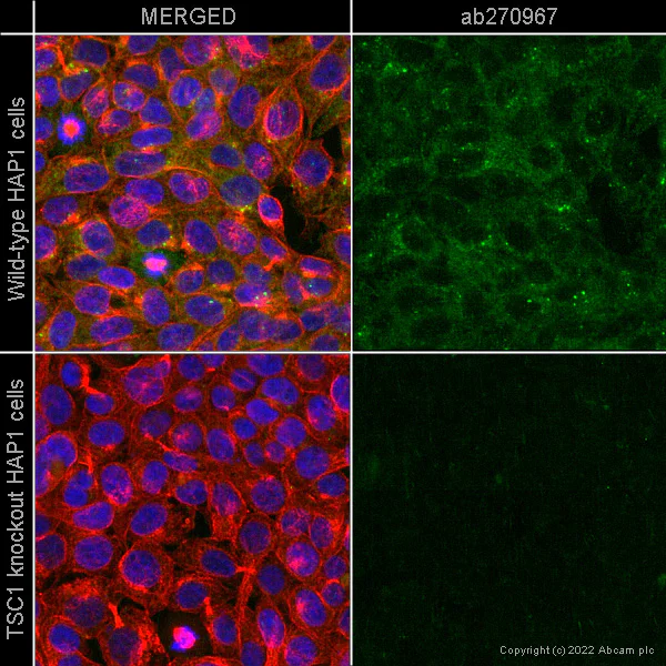 Immunocytochemistry/ Immunofluorescence - Anti-Hamartin antibody [EPR24364-109] - BSA and Azide free (AB282016)
