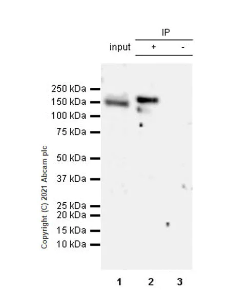 Immunoprecipitation - Anti-Hamartin antibody [EPR24364-109] - BSA and Azide free (AB282016)
