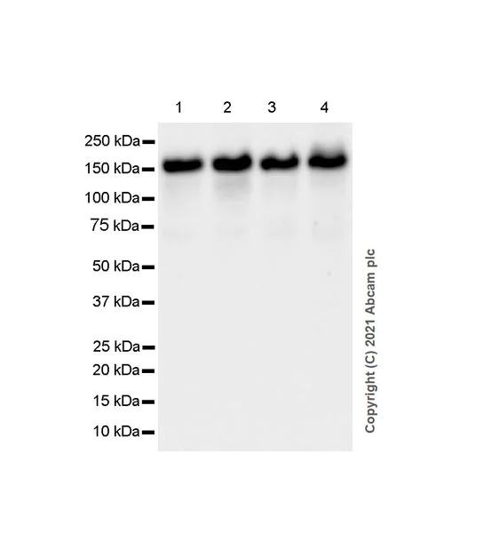 Western blot - Anti-Hamartin antibody [EPR24364-109] - BSA and Azide free (AB282016)