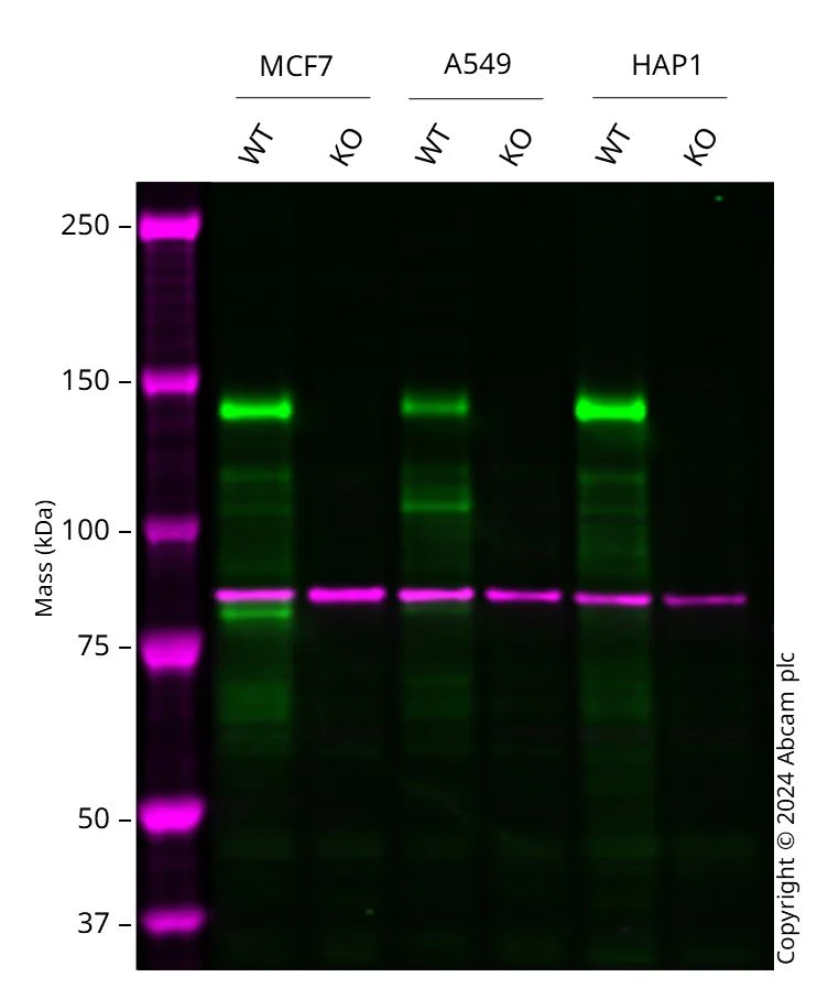 Western blot - Anti-Hamartin antibody [EPR24364-109] - BSA and Azide free (AB282016)