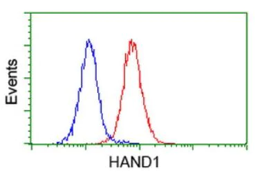 Flow Cytometry (Intracellular) - Anti-HAND1 antibody [OTI1G10] (AB279390)